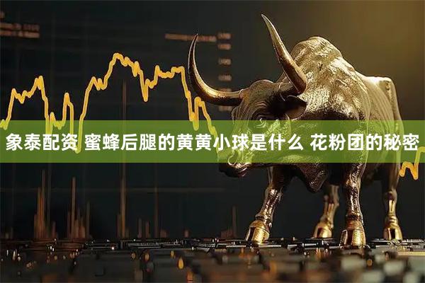 象泰配资 蜜蜂后腿的黄黄小球是什么 花粉团的秘密